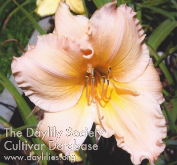 Daylily Highview Pastel Princess